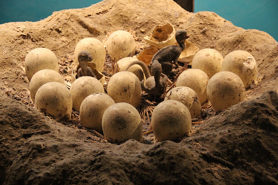 Maiasaura Nest Model at the Natural History Museum in London