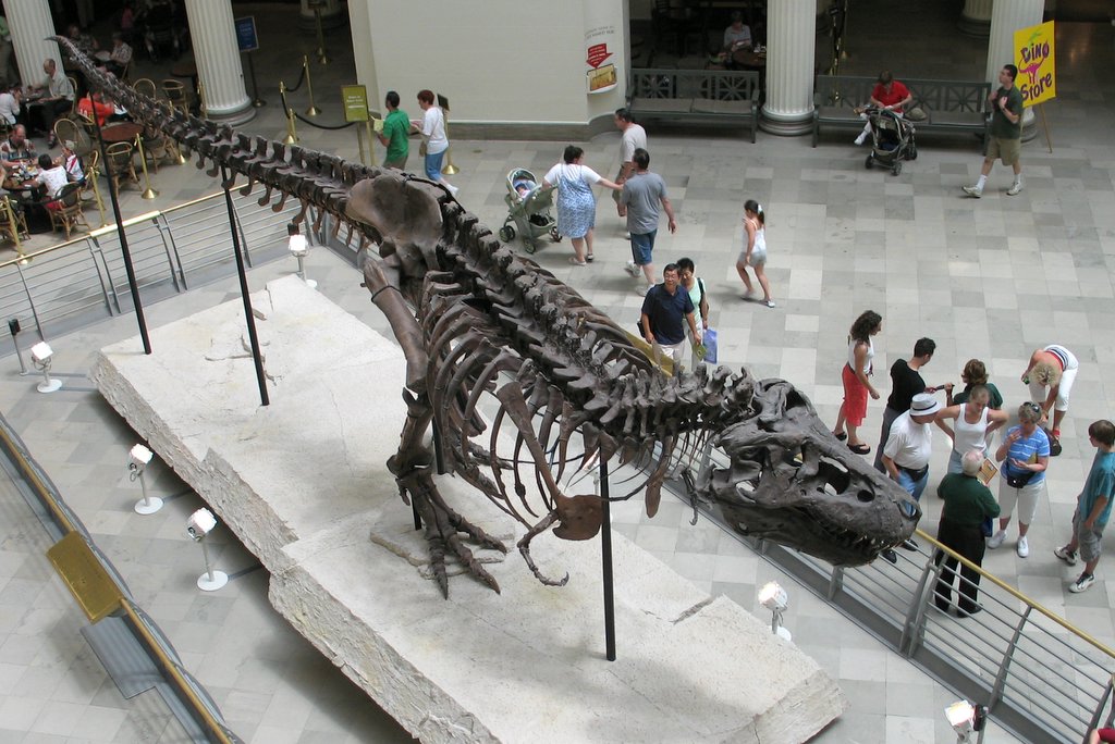 sue at field museum