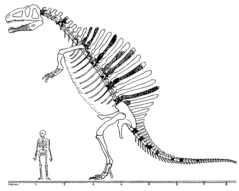 1915 Spinosaurus Illustration by Ernst Stromer